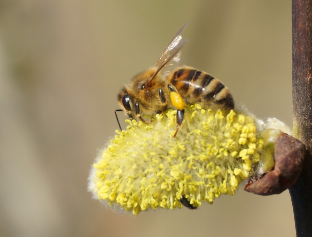Die Blüten der Salweide - wichtige Nahrungsquelle für Bienen und Hummeln