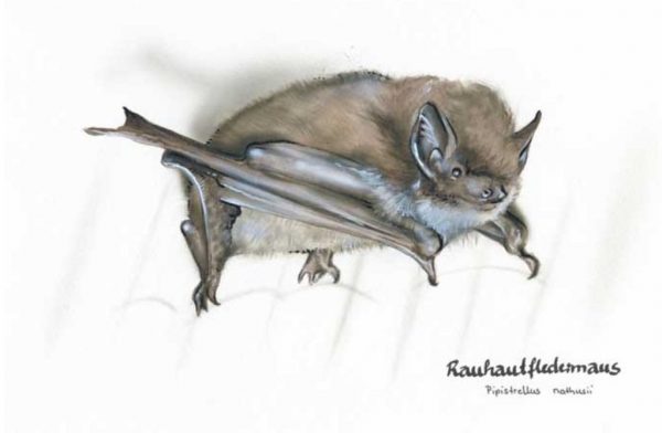 Rauhautfledermaus - Pipistrellus nathusii