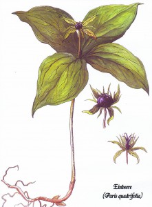 Auwaldpflanze 1994 - Einbeere